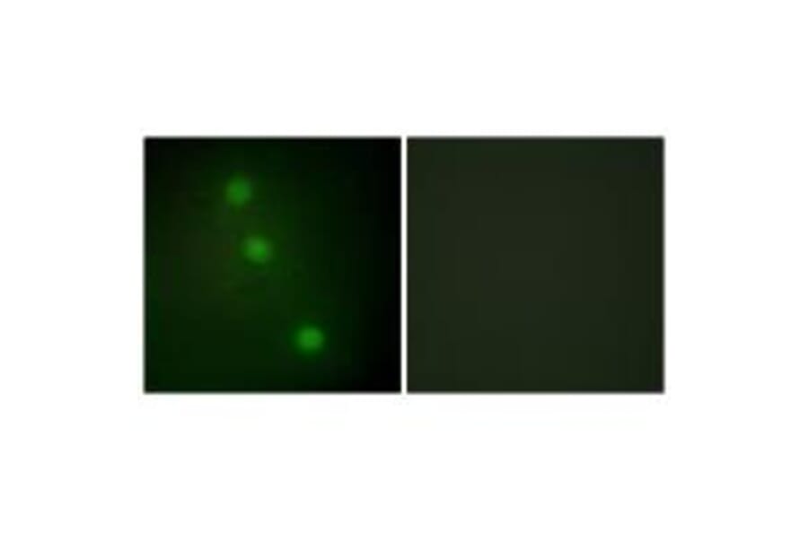 Immunofluorescence - ATF1 Antibody from Signalway Antibody (33703) - Antibodies.com