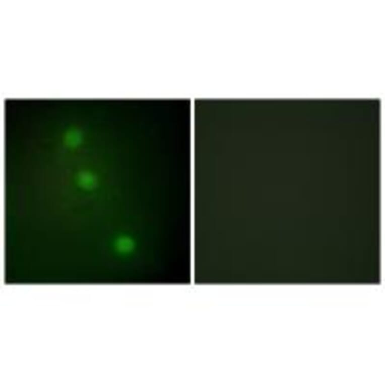 Immunofluorescence - ATF1 Antibody from Signalway Antibody (33703) - Antibodies.com