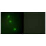 Immunofluorescence - ATF1 Antibody from Signalway Antibody (33703) - Antibodies.com
