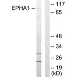 Western blot - EPHA1Antibody from Signalway Antibody (33716) - Antibodies.com