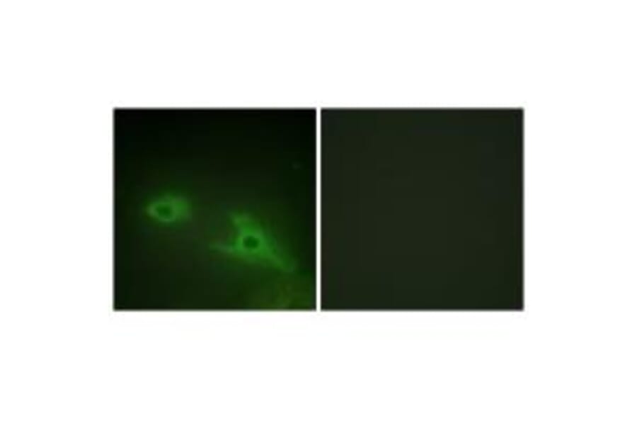 Immunofluorescence - EPHA1Antibody from Signalway Antibody (33716) - Antibodies.com