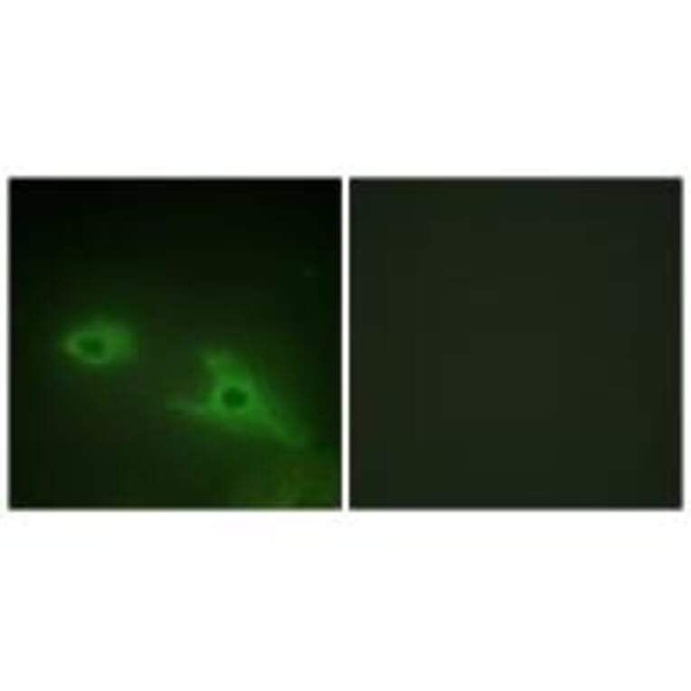 Immunofluorescence - EPHA1Antibody from Signalway Antibody (33716) - Antibodies.com