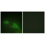 Immunofluorescence - EPHA1Antibody from Signalway Antibody (33716) - Antibodies.com