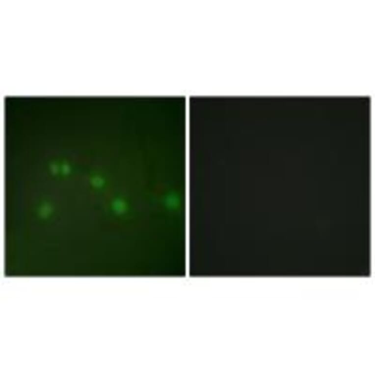 Immunofluorescence - COT2 Antibody from Signalway Antibody (33724) - Antibodies.com