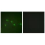 Immunofluorescence - COT2 Antibody from Signalway Antibody (33724) - Antibodies.com
