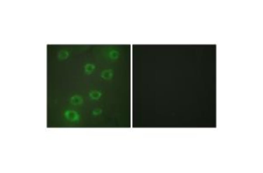 Immunofluorescence - PTX3 Antibody from Signalway Antibody (33727) - Antibodies.com