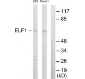 Western blot - ELF1 Antibody from Signalway Antibody (33750) - Antibodies.com