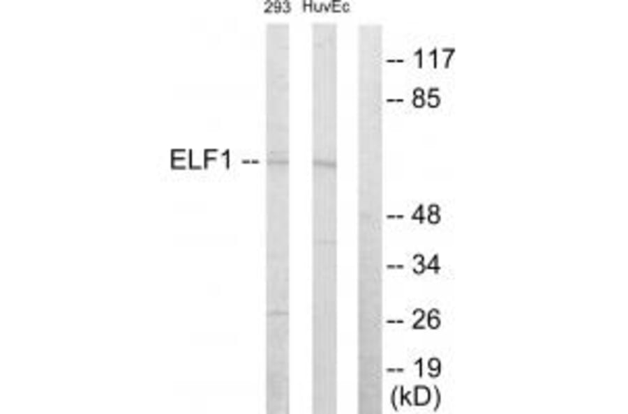 Western blot - ELF1 Antibody from Signalway Antibody (33750) - Antibodies.com