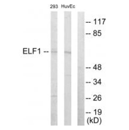 Western blot - ELF1 Antibody from Signalway Antibody (33750) - Antibodies.com