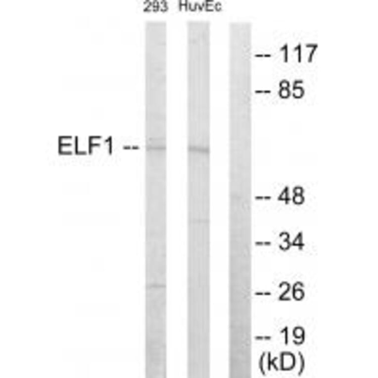Western blot - ELF1 Antibody from Signalway Antibody (33750) - Antibodies.com