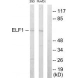 Western blot - ELF1 Antibody from Signalway Antibody (33750) - Antibodies.com