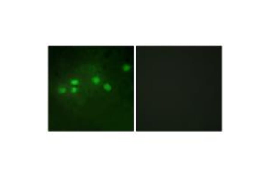 Immunofluorescence - ELF1 Antibody from Signalway Antibody (33750) - Antibodies.com