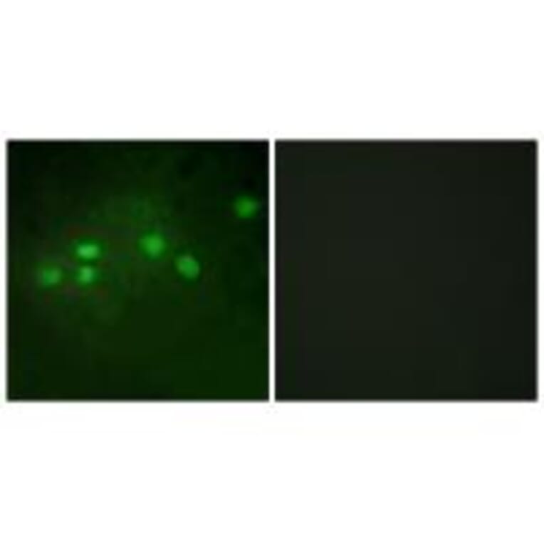 Immunofluorescence - ELF1 Antibody from Signalway Antibody (33750) - Antibodies.com