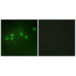 Immunofluorescence - ELF1 Antibody from Signalway Antibody (33750) - Antibodies.com