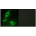 Immunofluorescence - LTBR Antibody from Signalway Antibody (33761) - Antibodies.com