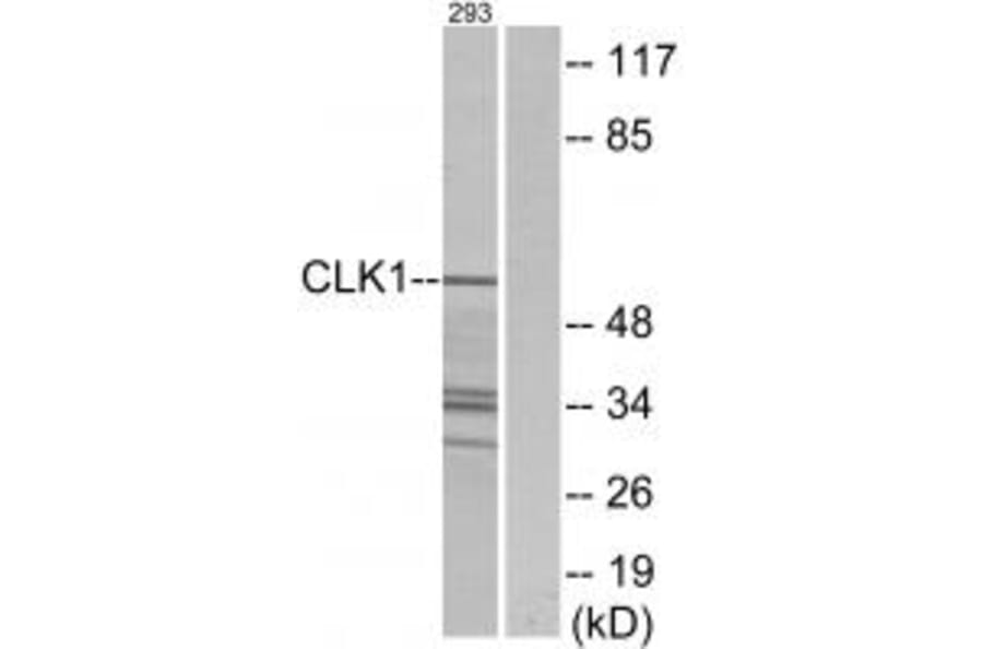 Western blot - CLK1 Antibody from Signalway Antibody (33784) - Antibodies.com