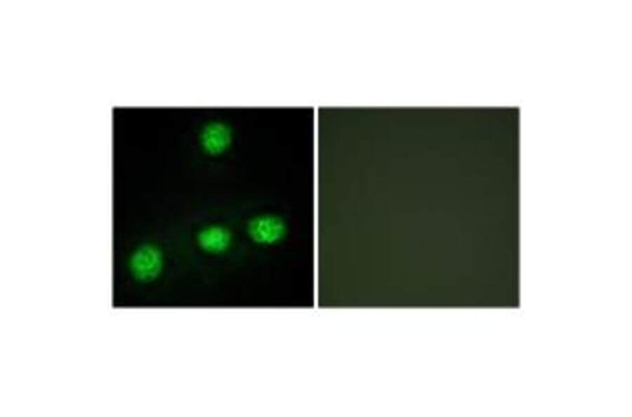 Immunofluorescence - CLK1 Antibody from Signalway Antibody (33784) - Antibodies.com