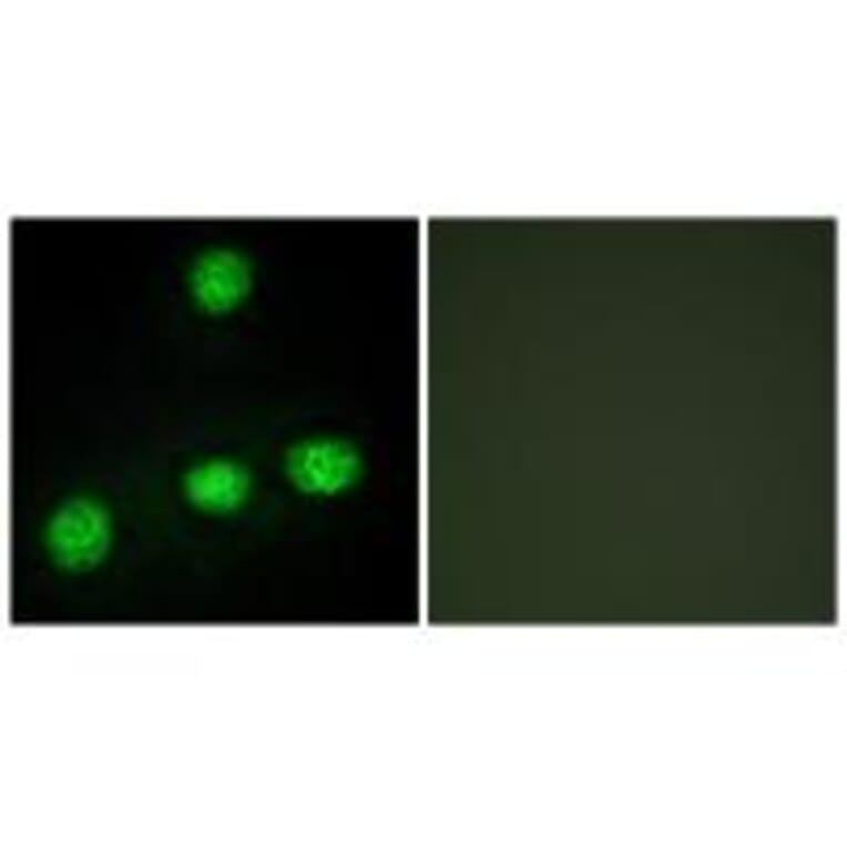 Immunofluorescence - CLK1 Antibody from Signalway Antibody (33784) - Antibodies.com