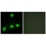 Immunofluorescence - CLK1 Antibody from Signalway Antibody (33784) - Antibodies.com