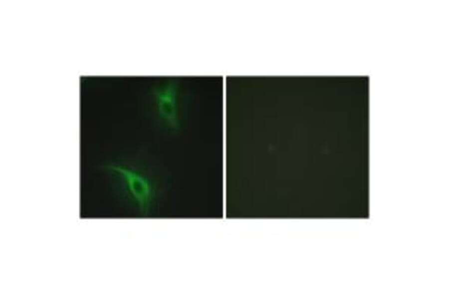 Immunofluorescence - CKS1 Antibody from Signalway Antibody (33830) - Antibodies.com
