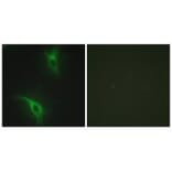 Immunofluorescence - CKS1 Antibody from Signalway Antibody (33830) - Antibodies.com