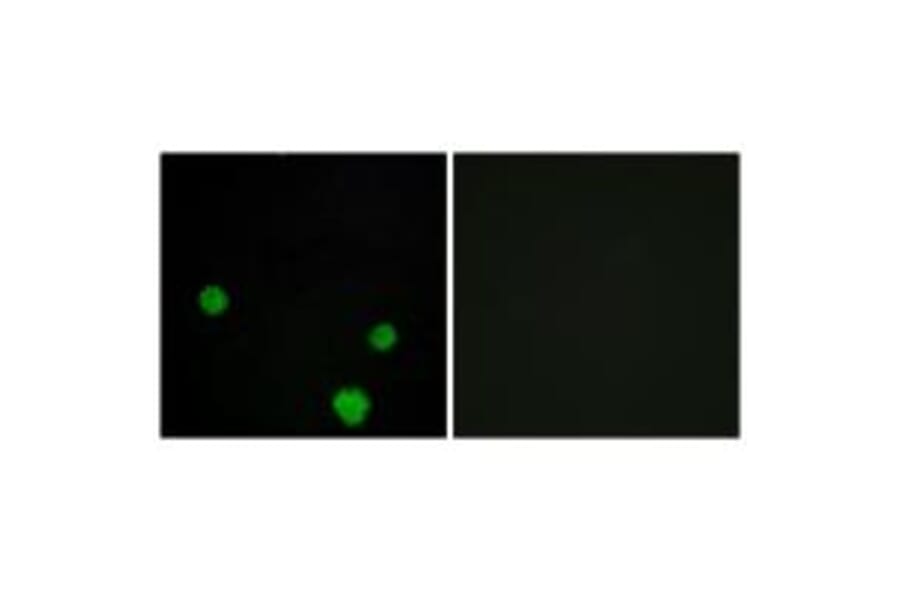 Immunofluorescence - HLX1 Antibody from Signalway Antibody (33884) - Antibodies.com