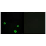 Immunofluorescence - HLX1 Antibody from Signalway Antibody (33884) - Antibodies.com