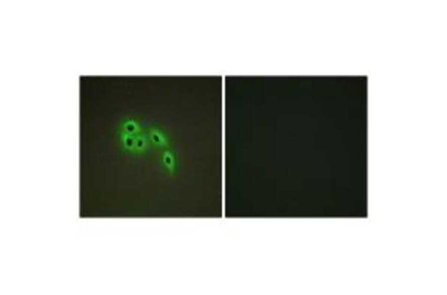 Immunofluorescence - DOK6 Antibody from Signalway Antibody (33939) - Antibodies.com