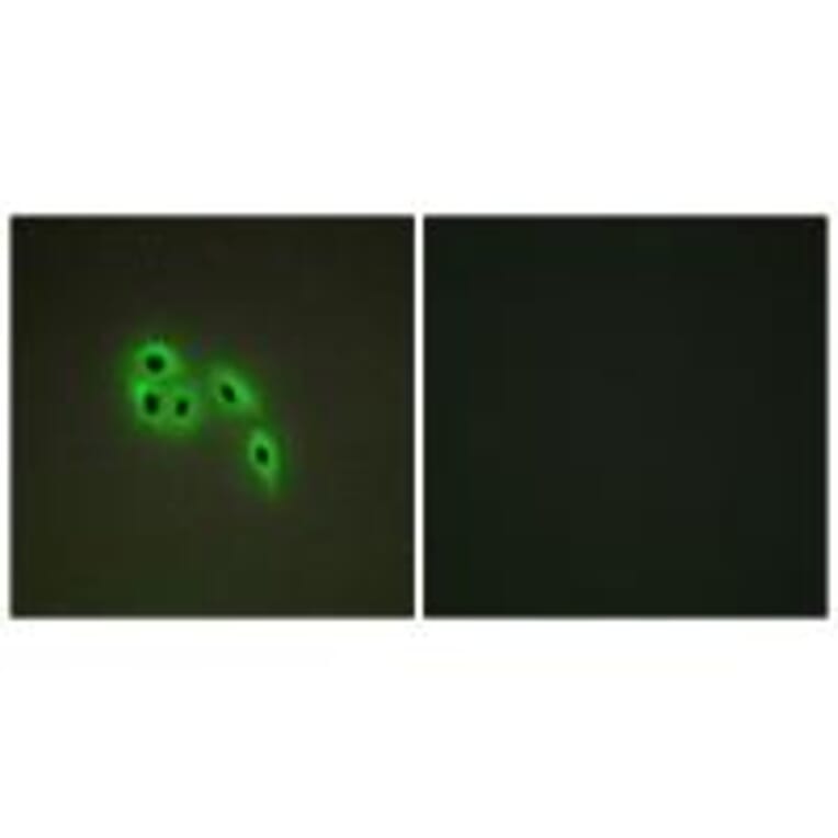 Immunofluorescence - DOK6 Antibody from Signalway Antibody (33939) - Antibodies.com