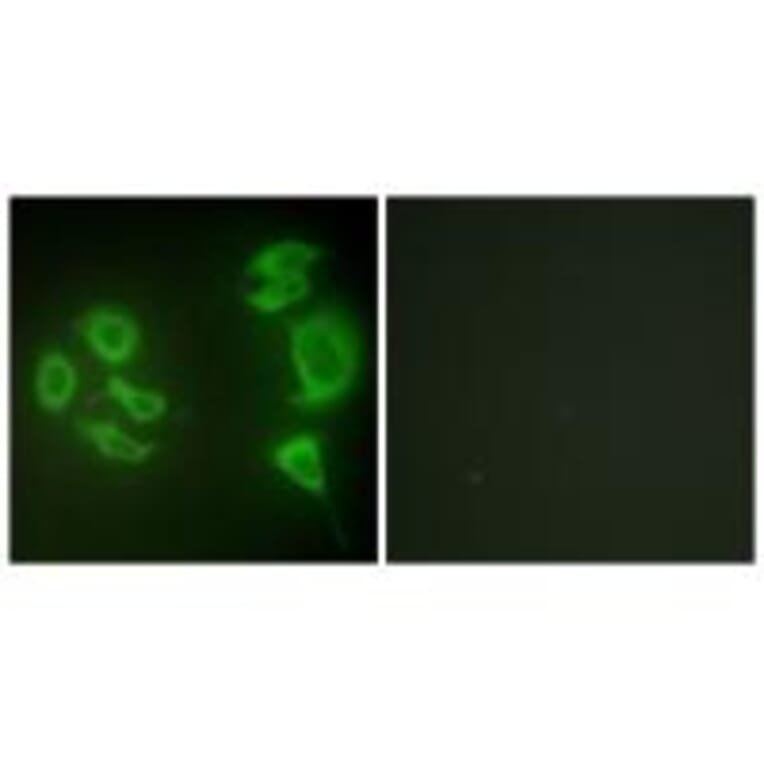 Immunofluorescence - MLTK Antibody from Signalway Antibody (34083) - Antibodies.com