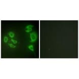Immunofluorescence - MLTK Antibody from Signalway Antibody (34083) - Antibodies.com