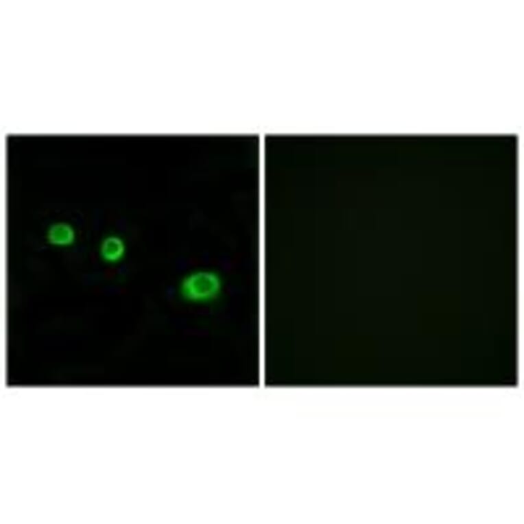 Immunofluorescence - GBP1 Antibody from Signalway Antibody (34250) - Antibodies.com