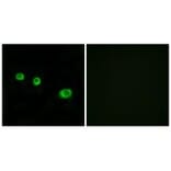 Immunofluorescence - GBP1 Antibody from Signalway Antibody (34250) - Antibodies.com