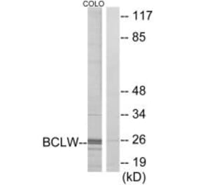 Western blot - BCLW Antibody from Signalway Antibody (34262) - Antibodies.com