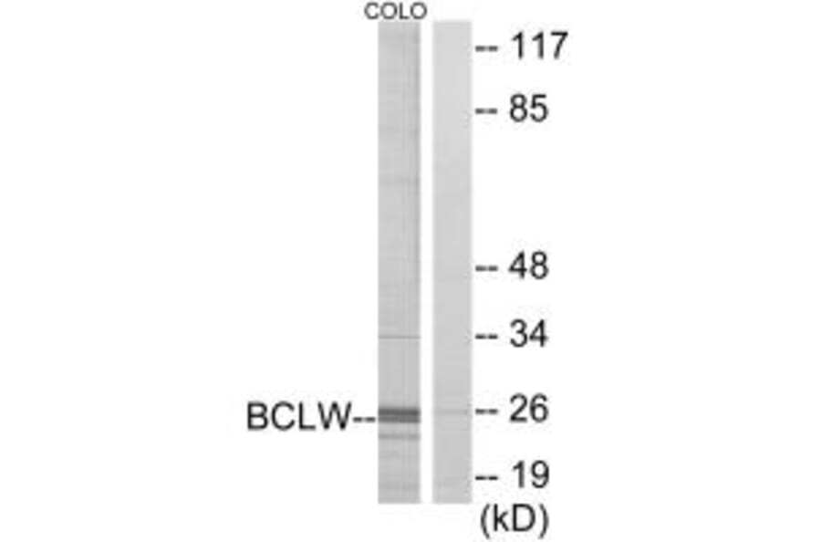 Western blot - BCLW Antibody from Signalway Antibody (34262) - Antibodies.com
