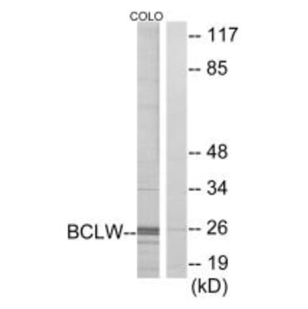 Western blot - BCLW Antibody from Signalway Antibody (34262) - Antibodies.com