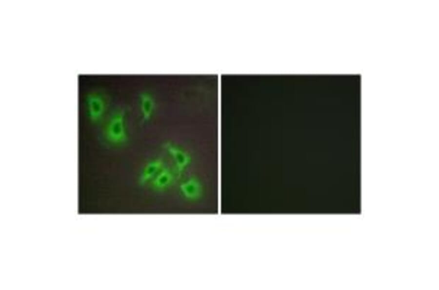 Immunofluorescence - BCLW Antibody from Signalway Antibody (34262) - Antibodies.com