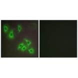 Immunofluorescence - BCLW Antibody from Signalway Antibody (34262) - Antibodies.com