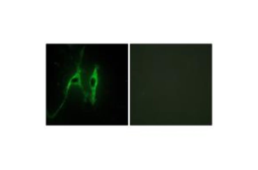 Immunofluorescence - CYB5 Antibody from Signalway Antibody (34264) - Antibodies.com