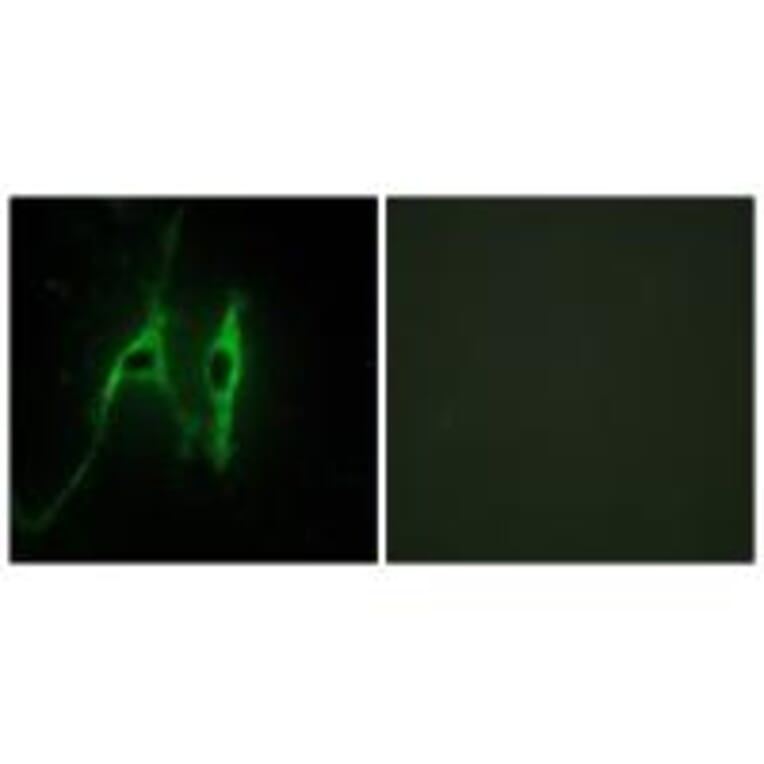 Immunofluorescence - CYB5 Antibody from Signalway Antibody (34264) - Antibodies.com