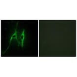 Immunofluorescence - CYB5 Antibody from Signalway Antibody (34264) - Antibodies.com