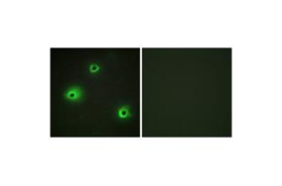 Immunofluorescence - GRAH Antibody from Signalway Antibody (34271) - Antibodies.com