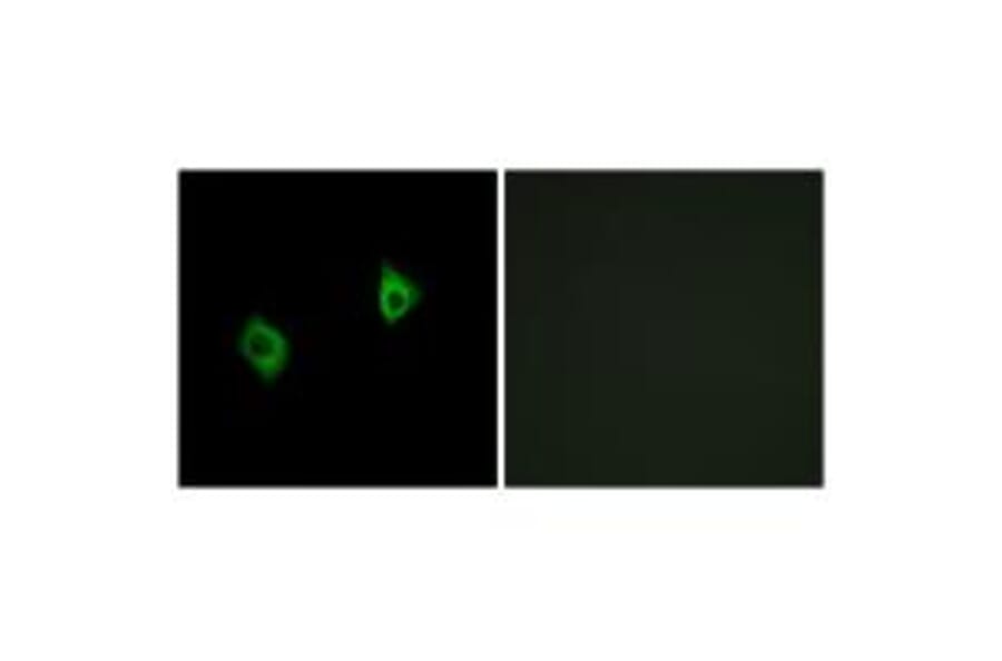 Immunofluorescence - RPS9 Antibody from Signalway Antibody (34341) - Antibodies.com