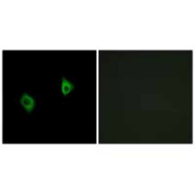 Immunofluorescence - RPS9 Antibody from Signalway Antibody (34341) - Antibodies.com