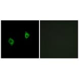 Immunofluorescence - RPS9 Antibody from Signalway Antibody (34341) - Antibodies.com