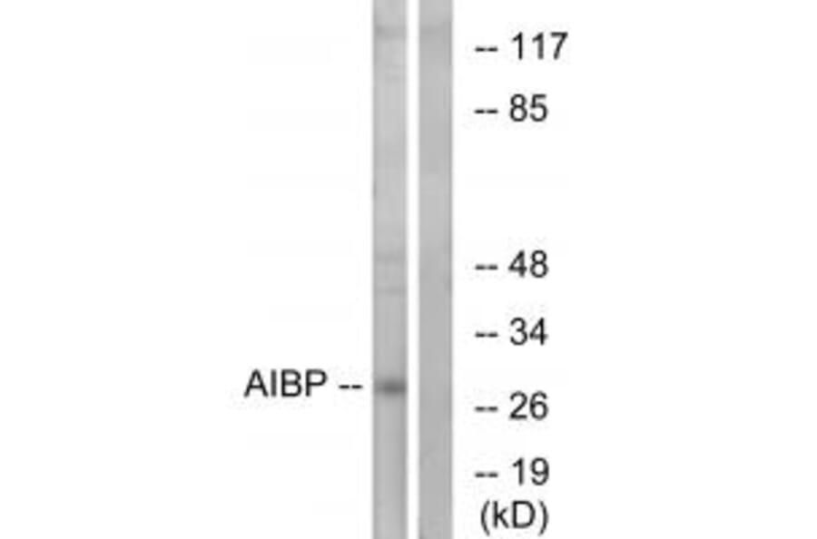 Western blot - AIBP Antibody from Signalway Antibody (34428) - Antibodies.com