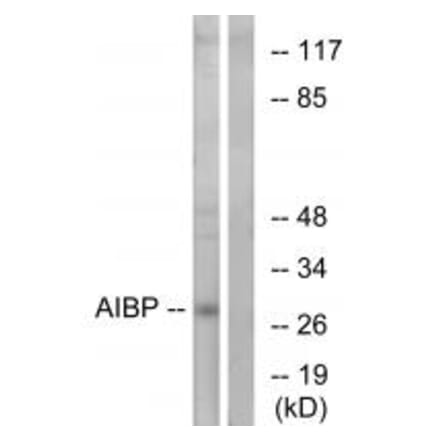 Western blot - AIBP Antibody from Signalway Antibody (34428) - Antibodies.com