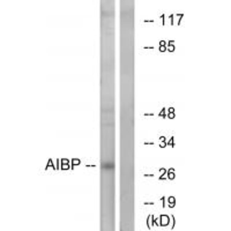 Western blot - AIBP Antibody from Signalway Antibody (34428) - Antibodies.com