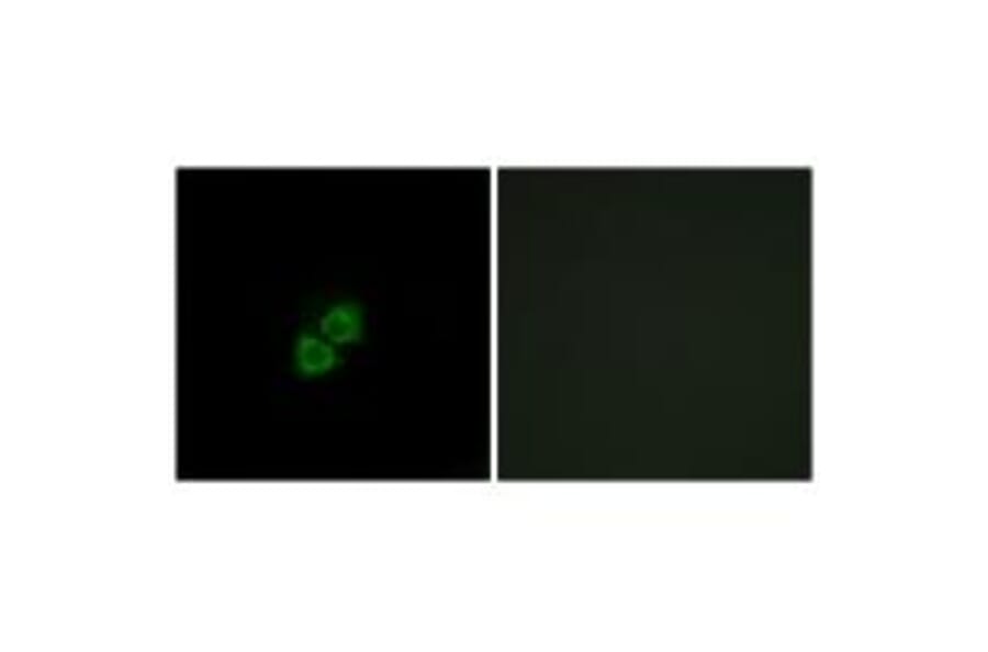 Immunofluorescence - AIBP Antibody from Signalway Antibody (34428) - Antibodies.com