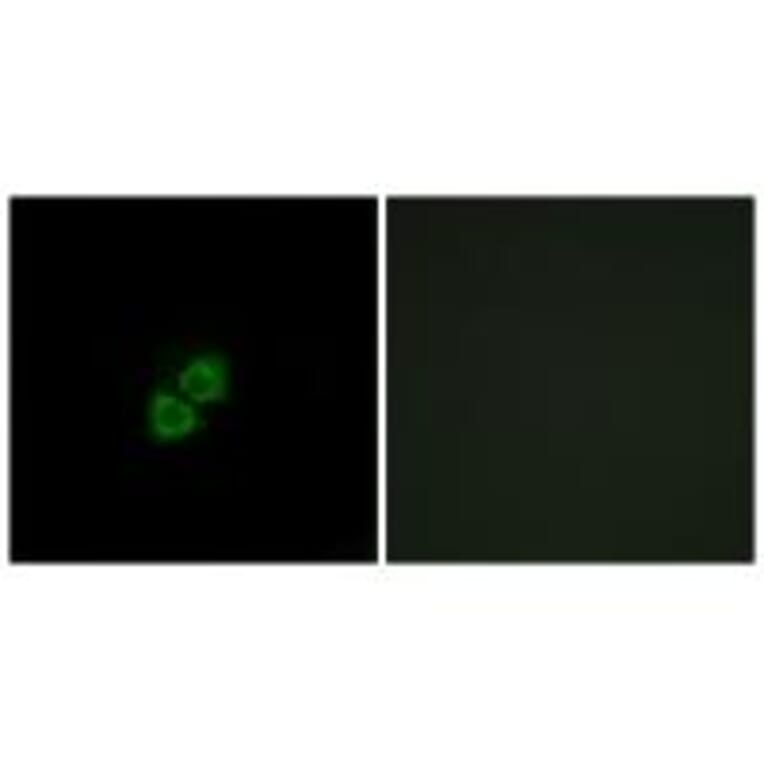 Immunofluorescence - AIBP Antibody from Signalway Antibody (34428) - Antibodies.com